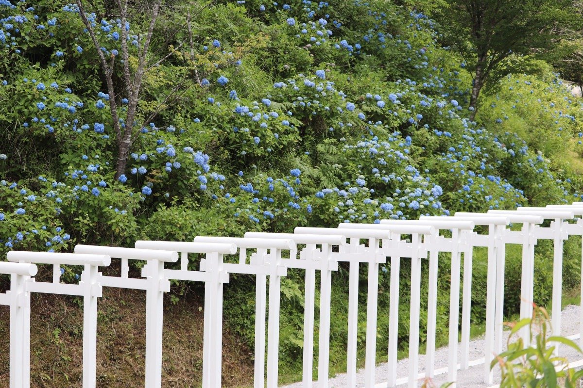 白龍門と紫陽花