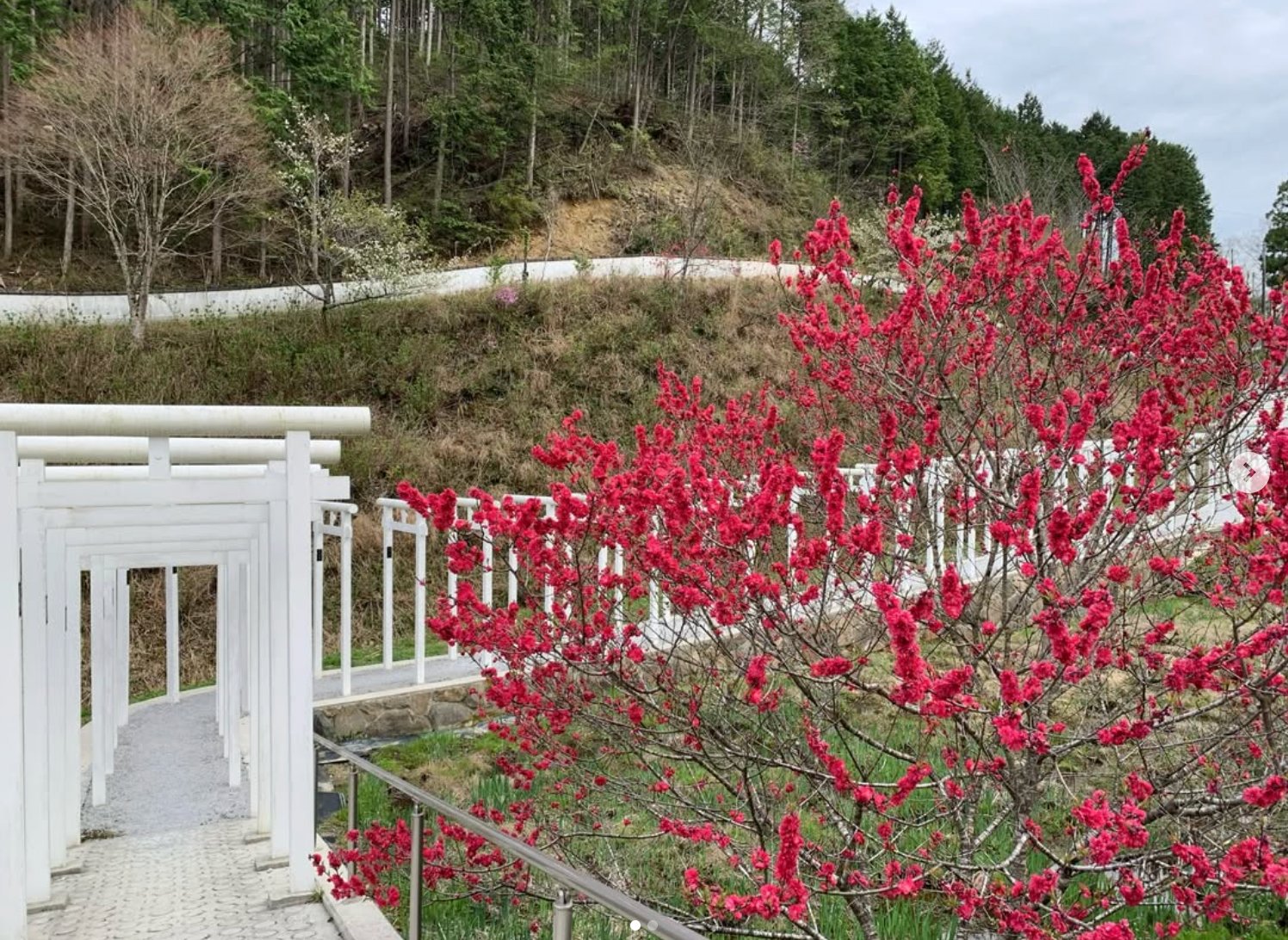 夫婦桃 白龍門 済渡寺