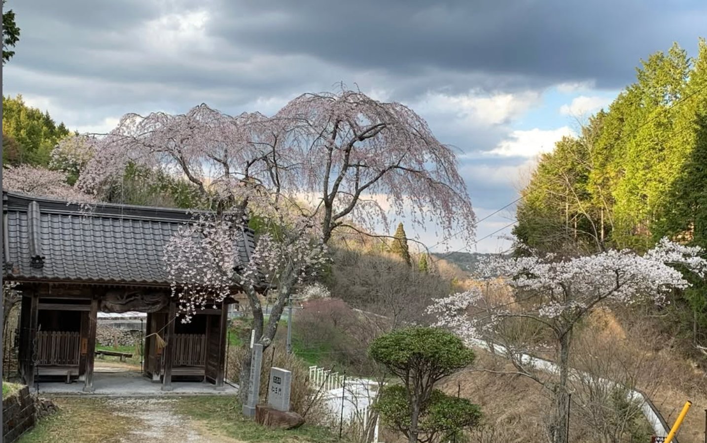 枝垂れ桜 済渡寺 春